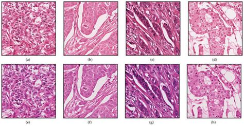 J Imaging Free Full Text Staincut Stain Normalization With