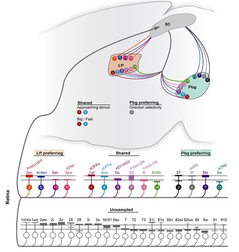 function of the superior colliculus - Captions Prince