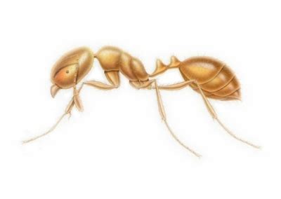 Thief Ant Control | Pest Library | Rose Pest Solutions