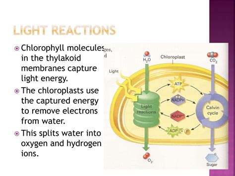 Ppt Light Reactions Powerpoint Presentation Free Download Id 2815871