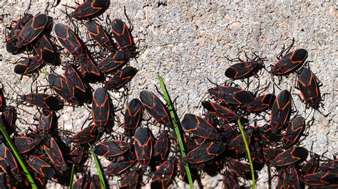 Boxelder Bug: How to Get Rid of Boxelder Bugs Naturally