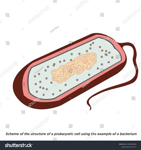 Prokaryotic Cell Structure Diagram Vector Illustration Stock Vector Royalty Free 2209768789