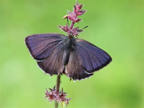 Purple Hairstreak | Butterfly Conservation