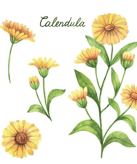 Cal Ndula Planta Medicinal Con Grandes Beneficios Hogarmania Healing