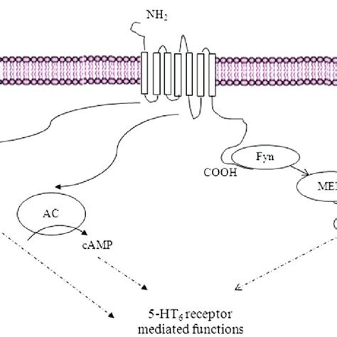 Biochemical Mechanisms Mediating Ht Receptor Functions In Addition