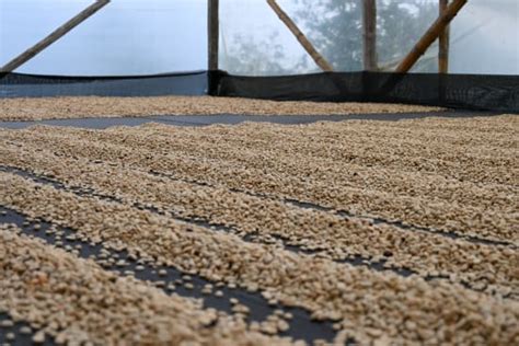 Colombian Finca El Faldon Pink Bourbon Caturra Burman Coffee