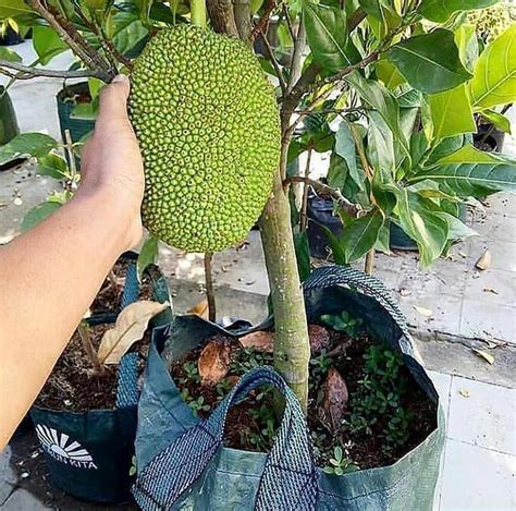 Mudah Cara Budidaya Pohon Nangka Mini Berbuah Lebat Taman Inspirasi