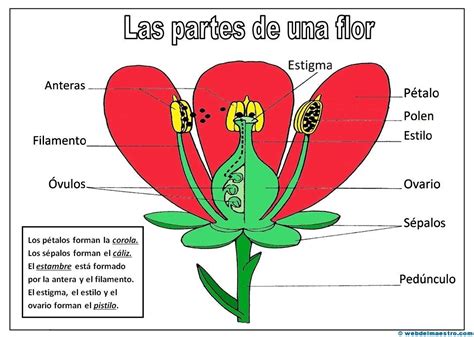 Partes de las Plantas Cuáles son las Partes de una Planta La