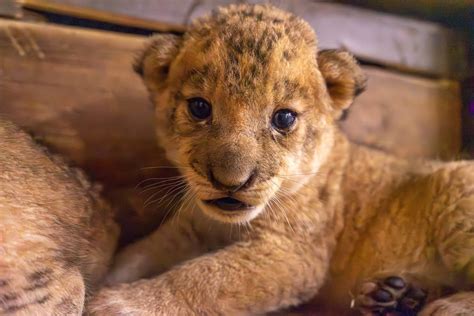 Behind The Scenes The Birth Of Lion Cubs At Tanganyika