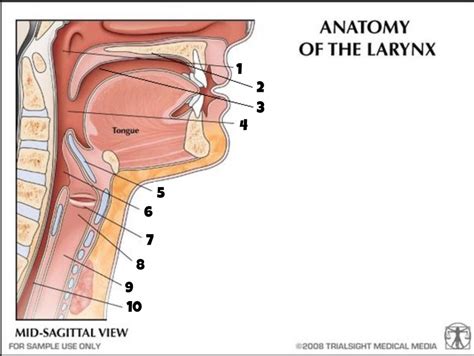 Anatomy Of The Larynx Part 1 Diagram Quizlet