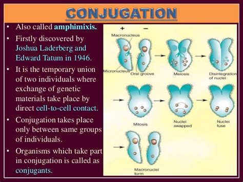 Reproduction In Protozoa