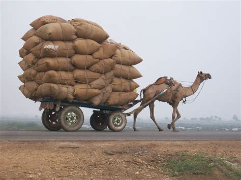 camel cart logistics  photo  pixabay