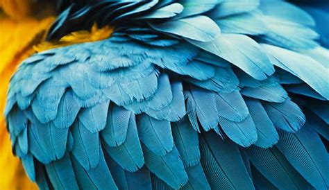 Feather Stock Photos Pictures Royalty Free Images Blue Macaw