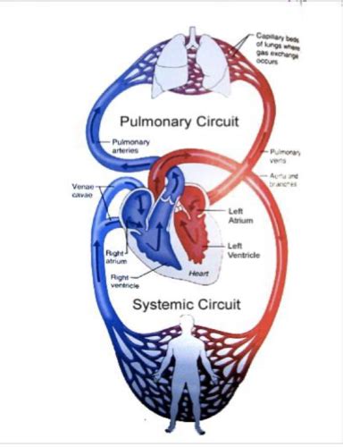 Cardiovascular System Flashcards Quizlet