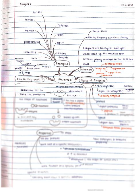 Solution Igcse Biology Notes Section 5 Enzymes As Catalyst Enzyme