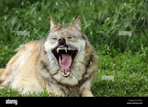 Wolfs Teeth Hi Res Stock Photography And Images Alamy