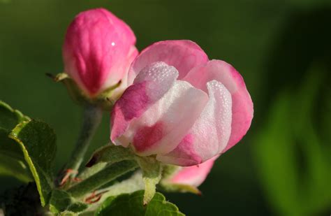 X Wallpaper Pink And White Petal Flowers Peakpx