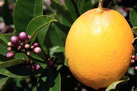 Growing Meyer Lemons Tastylandscapetastylandscape