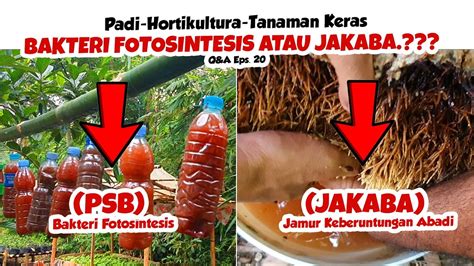 Pupuk Organik Cair Bakteri Fotosintesis Atau Jakaba Q A Penyuluh