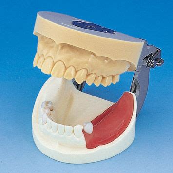 Anatomisches Modell Gebiss IMP1001 UL SP FEM Nissin Dental