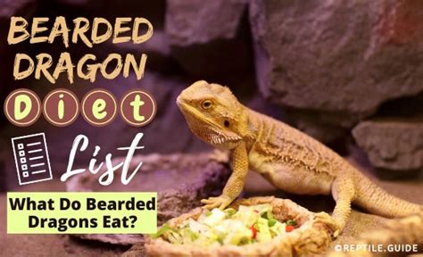 Bearded Dragon Diet & Nutrition Information - Reptile.Guide