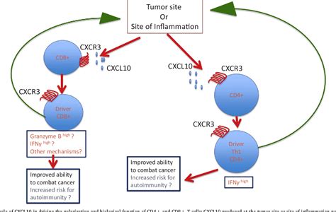 Chemokines Beyond Chemo‐attraction Cxcl10 And Its Significant Role In