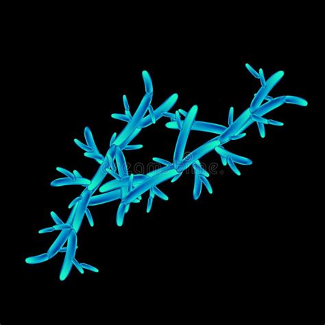 C Pseudotropicalis Candida Pathogene Gistachtige Schimmels Van Het