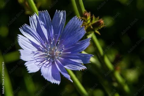 Blue Chicory Flowers Close Up Violet Cichorium Intybus Blossoms