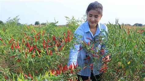 My Uncle S Red Chilli Farm Harvest Red Chilli For My Recipe Cooking By Countryside Life Tv