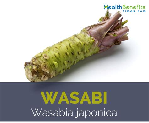 Wasabi facts and health benefits