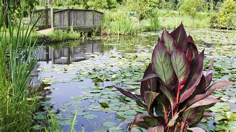 Kenilworth Aquatic Gardens | The Cultural Landscape Foundation