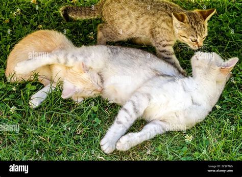 Cat breastfeeding kitten on grass two kitten, cat with kitten Stock ...