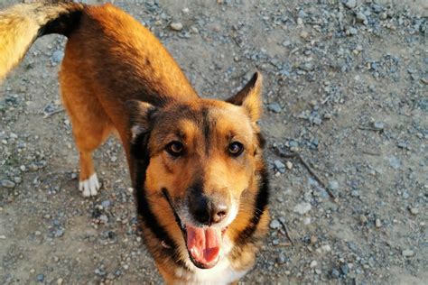 Adoption De Amai Ind Finie Chien Berger R Gion Occitanie