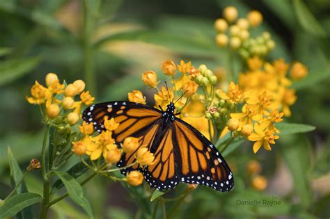 Monarch Butterfly on Milkweed — Dani & Dad Nature Photography