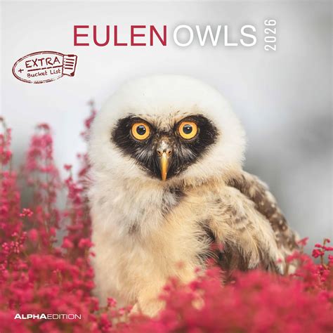 Edition Seidel Eulen Premium Kalender 2020 Din A3 10