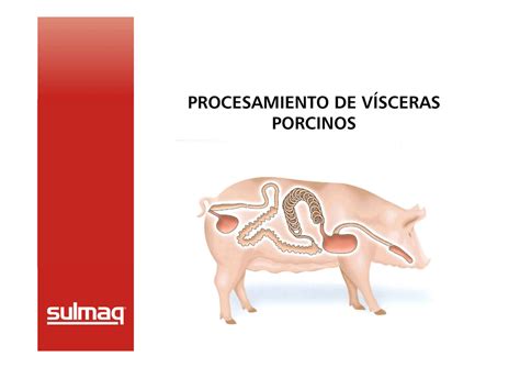 O Que Sao Visceras - Visceras
