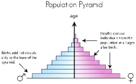 Stages Of Population Pyramid