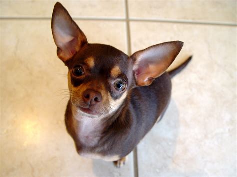 Chihuahua Pitbull Mix - Dog Training Home | Dog Types
