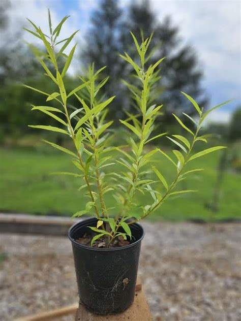 Salix Udensis Sekka Japanese Fantail Willow The Old Dairy Nursery And Gardens