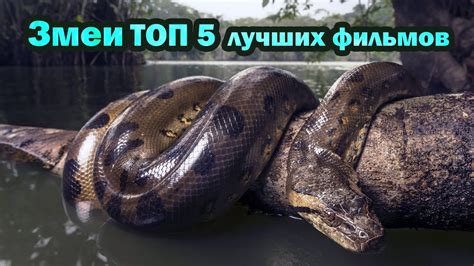Змеи ТОП 5 лучших фильмов - YouTube