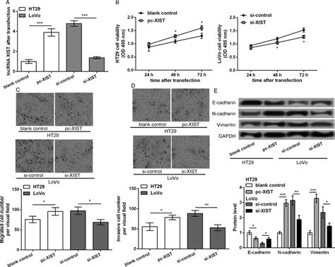 Lncrna Xist Promotes Crc Cell Migration And Invasion Possible Via