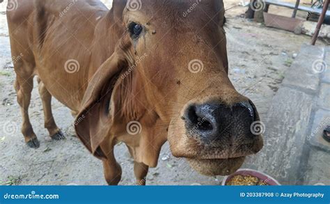 A Red Zebu Bos Taurus Indicus Is Standing And Looking At Camera A