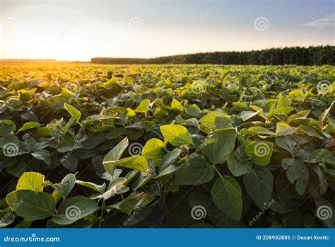 Open Soybean Field at Sunset Stock Image - Image of soybeans, sundown ...