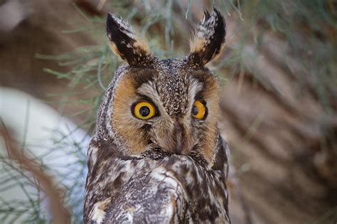 THE LONG-EARED OWL