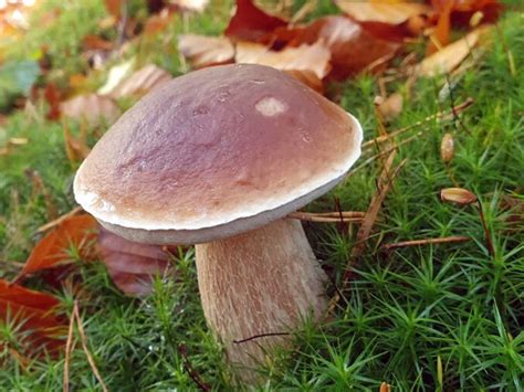 Fungo Lingua Di Bue Fistulina Hepatica Cacciatoridifunghi