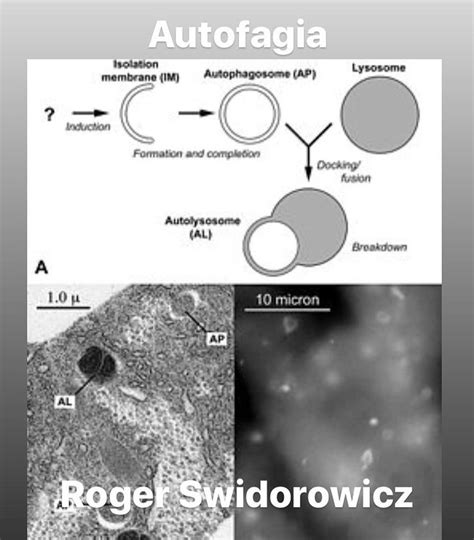 Roger Swidorowicz On Instagram La Autofagia Es Un Proceso Catab Lico