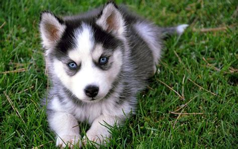 Pomsky Breeder Guide To #1 Best Pomsky Breeders Near Me