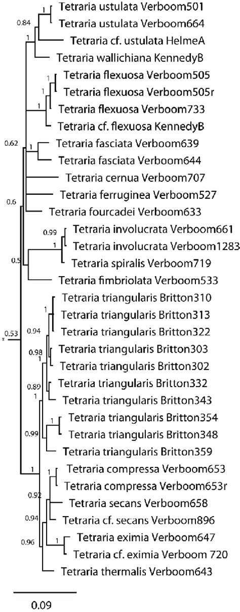 B Phylogeny Of Selected Schoeneae Inferred From Ets Data Nrdna