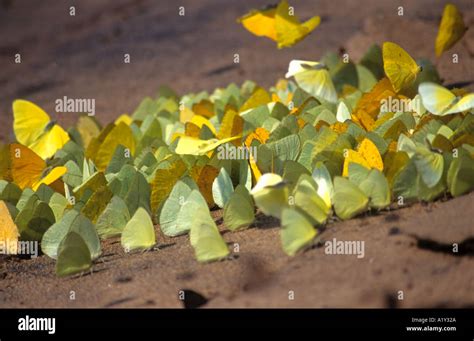 Butterflies at a salt lick, Iguazu Falls (Iguacu), on the border ...