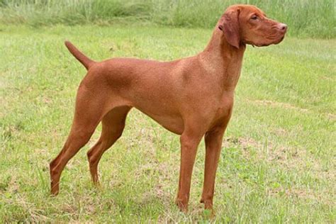 Raza Vizsla o Braco Húngaro Características y Salud